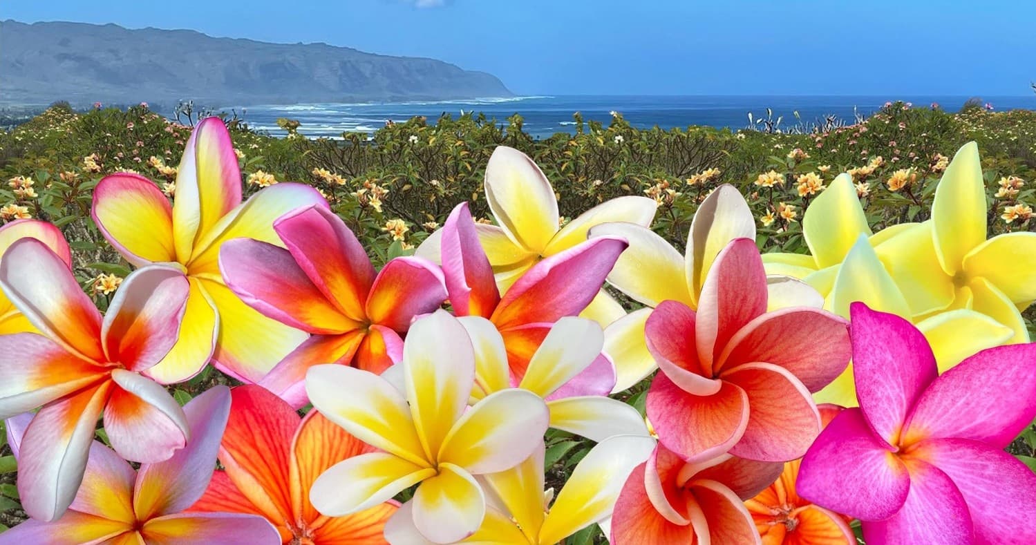 Little Plumeria Farms team