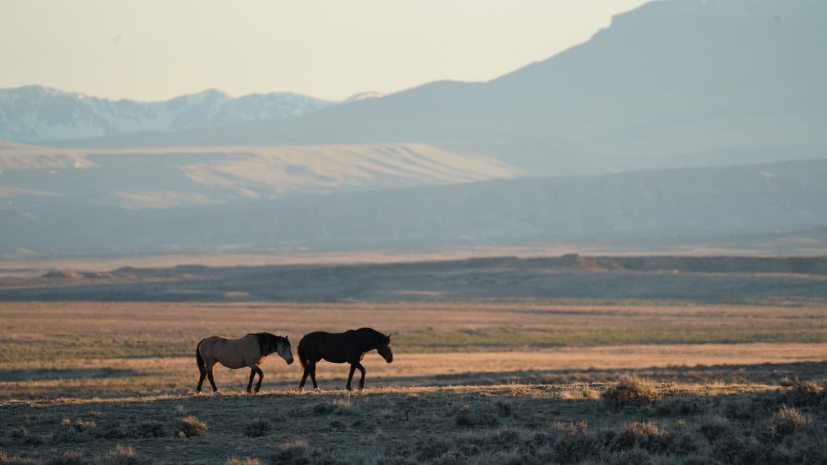 Half-Day Wild Mustang Tours from Cody, WY: Scenic Wild Horse Safari photo 1