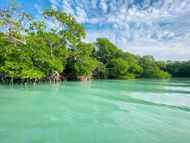 Morning Glory Tour by I Can See Clear Kayaking in Islamorada