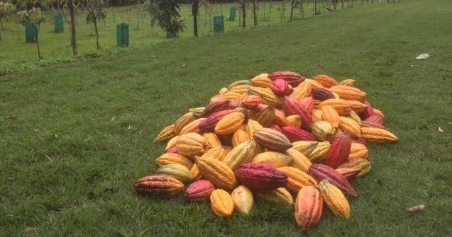 Colorful cacao pods piled on estate lawn during harvest