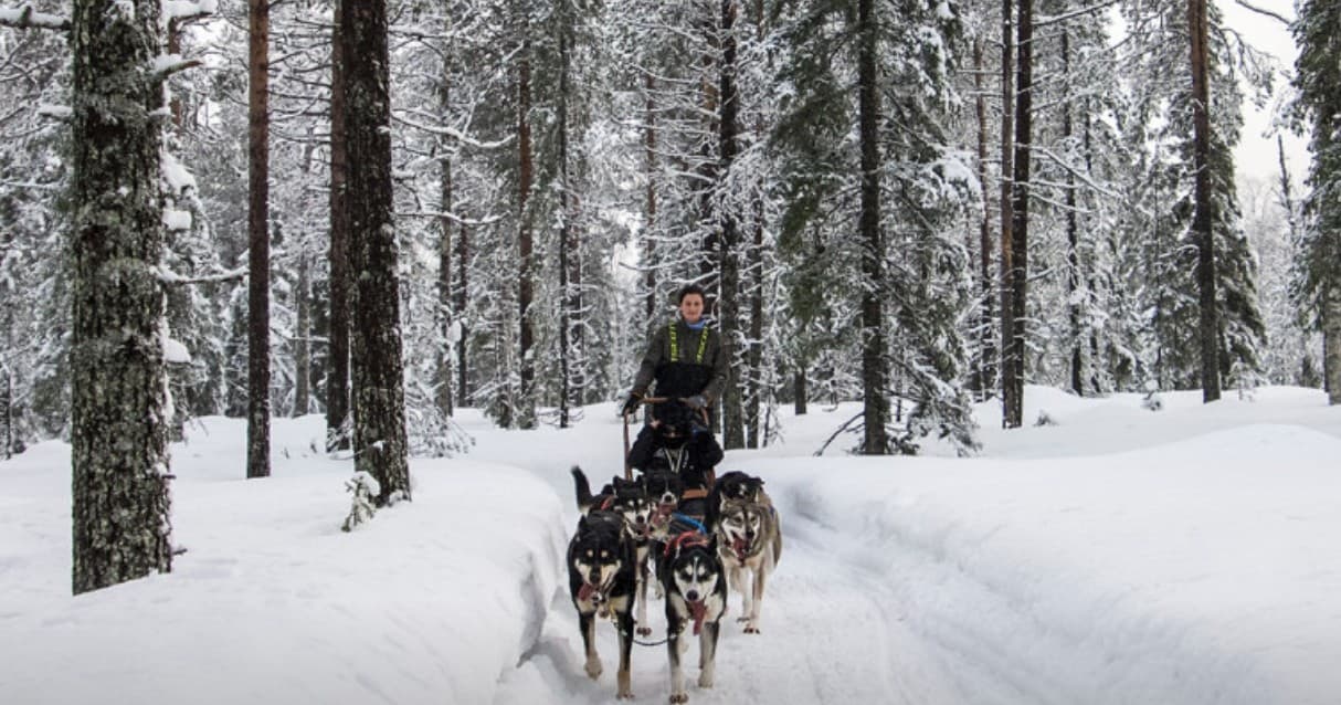Dog Mushing Adventures with Experience Pyhä in Lapland