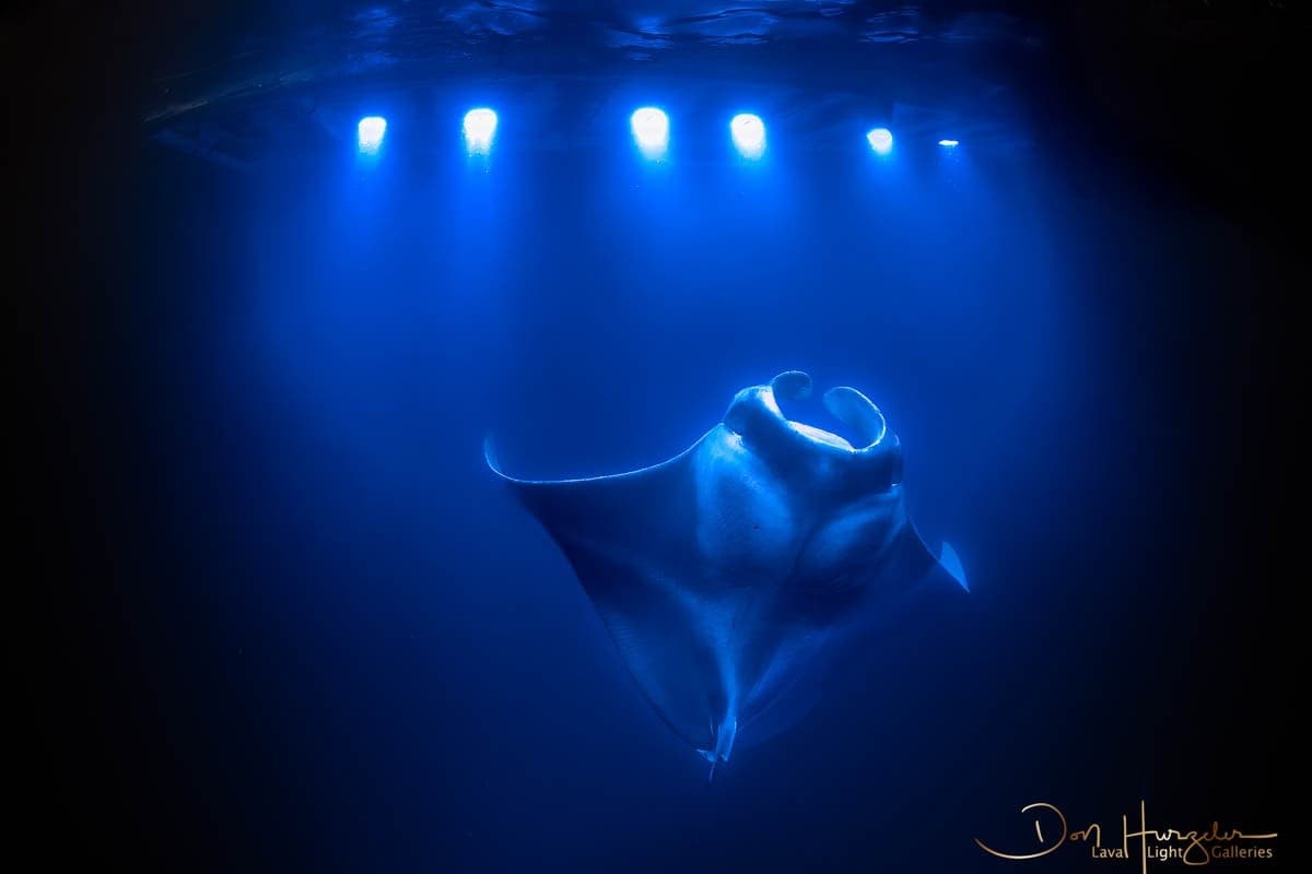 Manta Ray Night Snorkel on the Kohala Coast — Big Island Under the Stars photo 3
