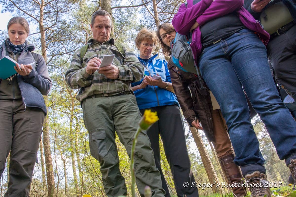 Foraging Leersums Veld: edible and medicinal wild plants workshop near Leersum photo 2
