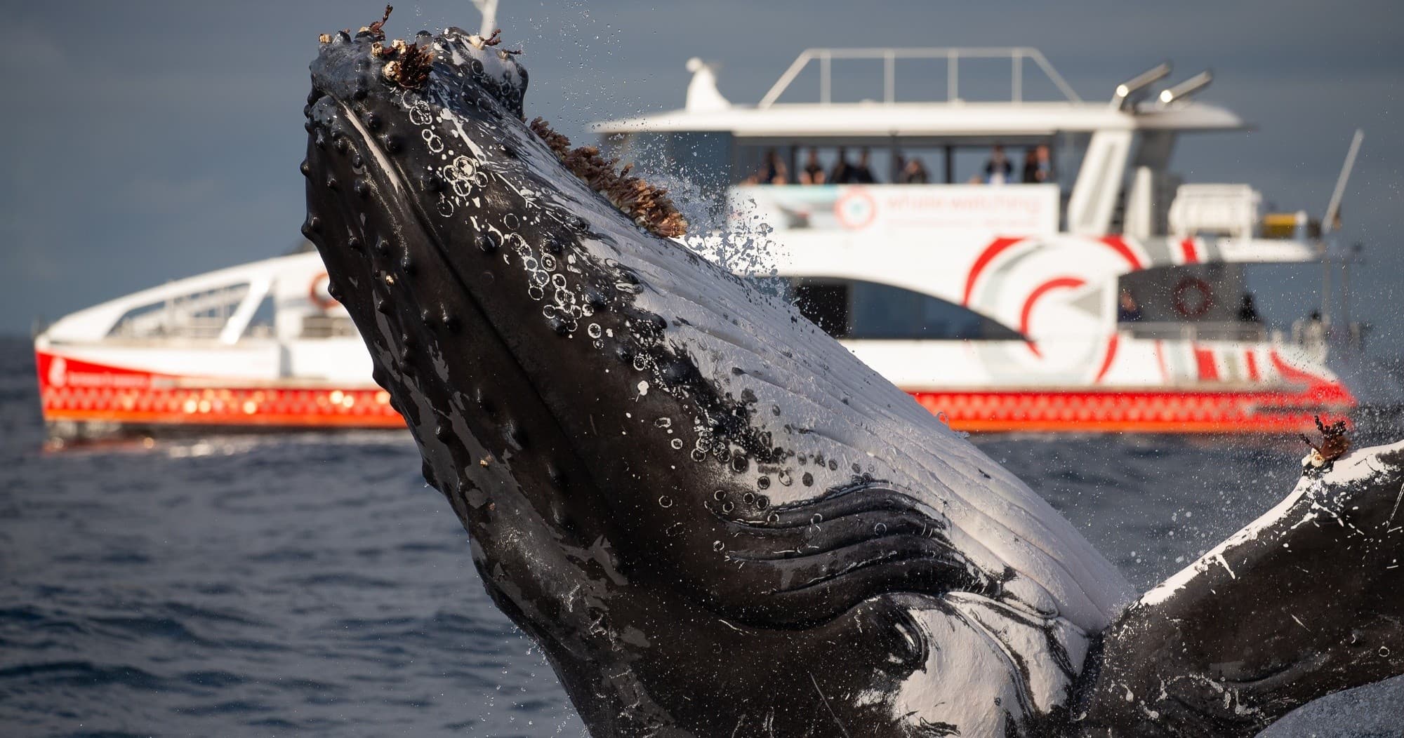 Water Activities & Whale Watching Cruise by Fantasea Cruising in Palm Beach