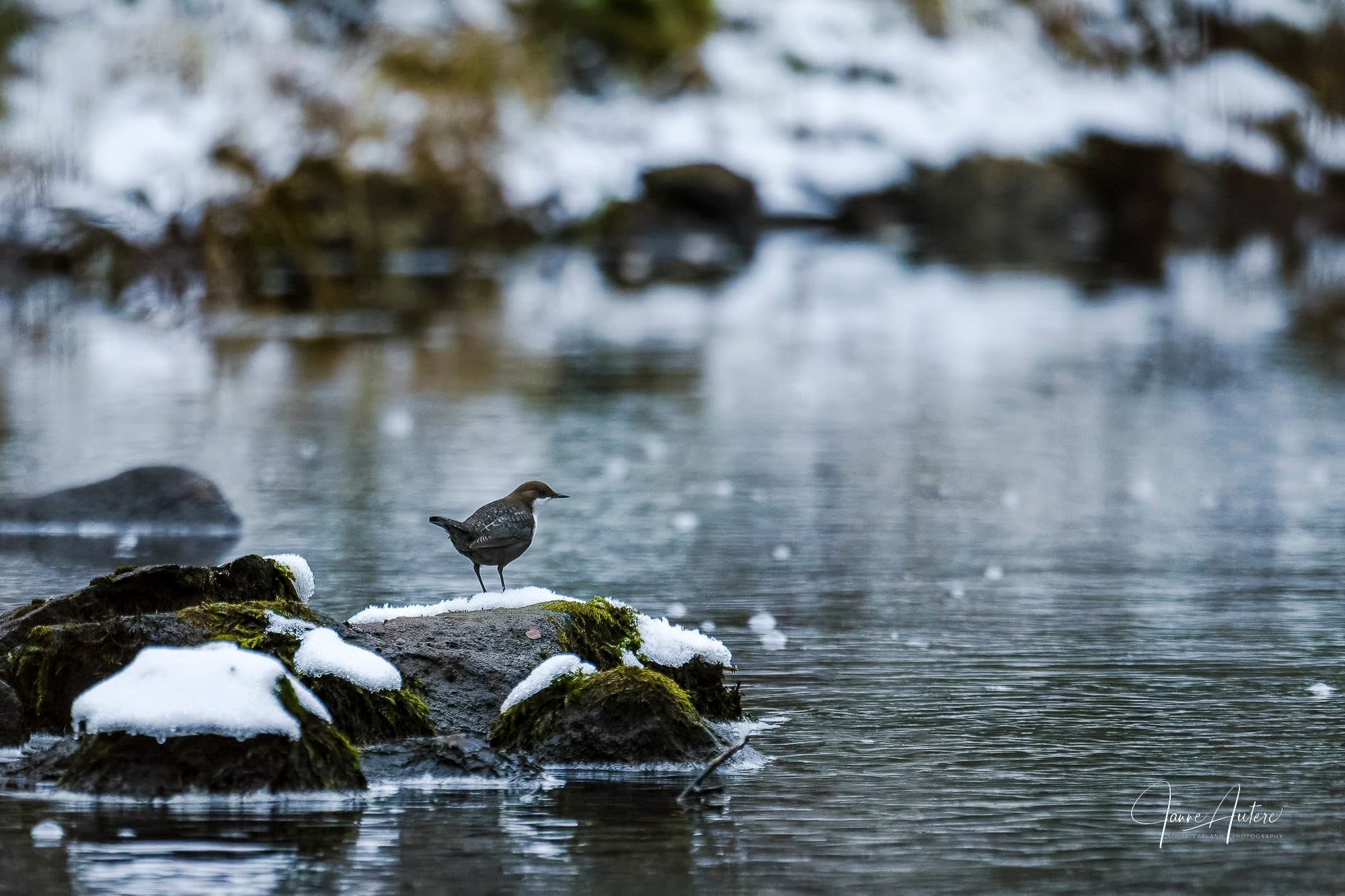 Boreal Bird & Wildlife Photography Tour: 10-Day Oulu to Liminka Bay