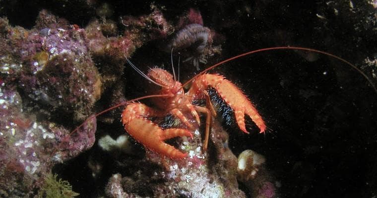 Explore Maui’s Underwater World: Advanced Open Water Certification Experience