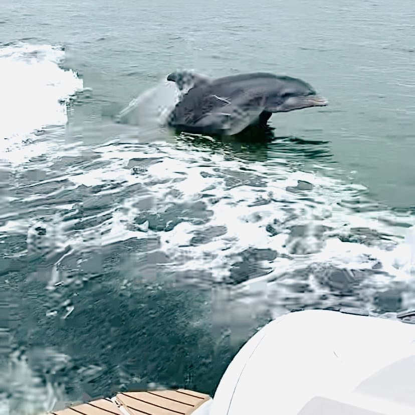 Anna Maria Island Dolphin Tours: Intimate Wildlife Cruises from Holmes Beach photo 3