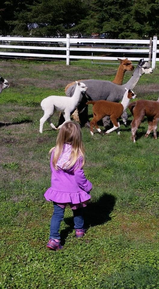 Up-Close with Alpacas in Carnation: Alpaca Farm Tour and Fiber Experience photo 2