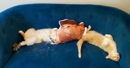 Workcation at Mount Purrnon Cat Cafe and Wine Bar