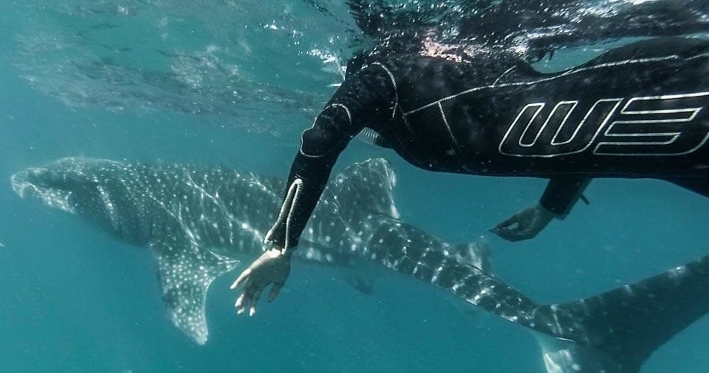 Snorkeler swimming near whale shark in clear blue ocean, Baja