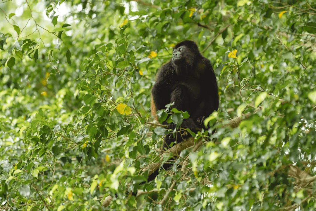 Howler monkey perched in dense tropical forest canopy observing