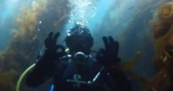 Dive Catalina's Kelp Forests: Guided Day Dives from Avalon