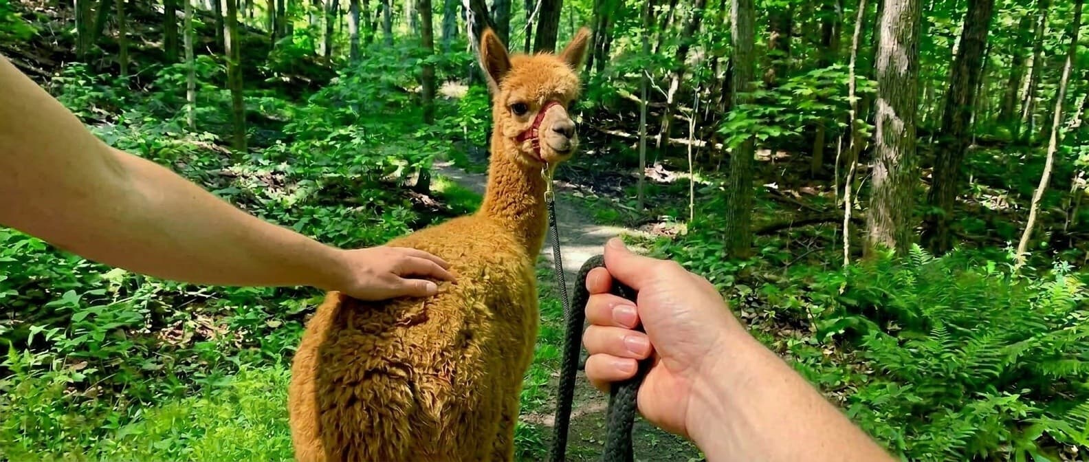 Up-Close Alpacas: Private Alpaca Walk at Shaw Woods Park Near Kent, Ohio