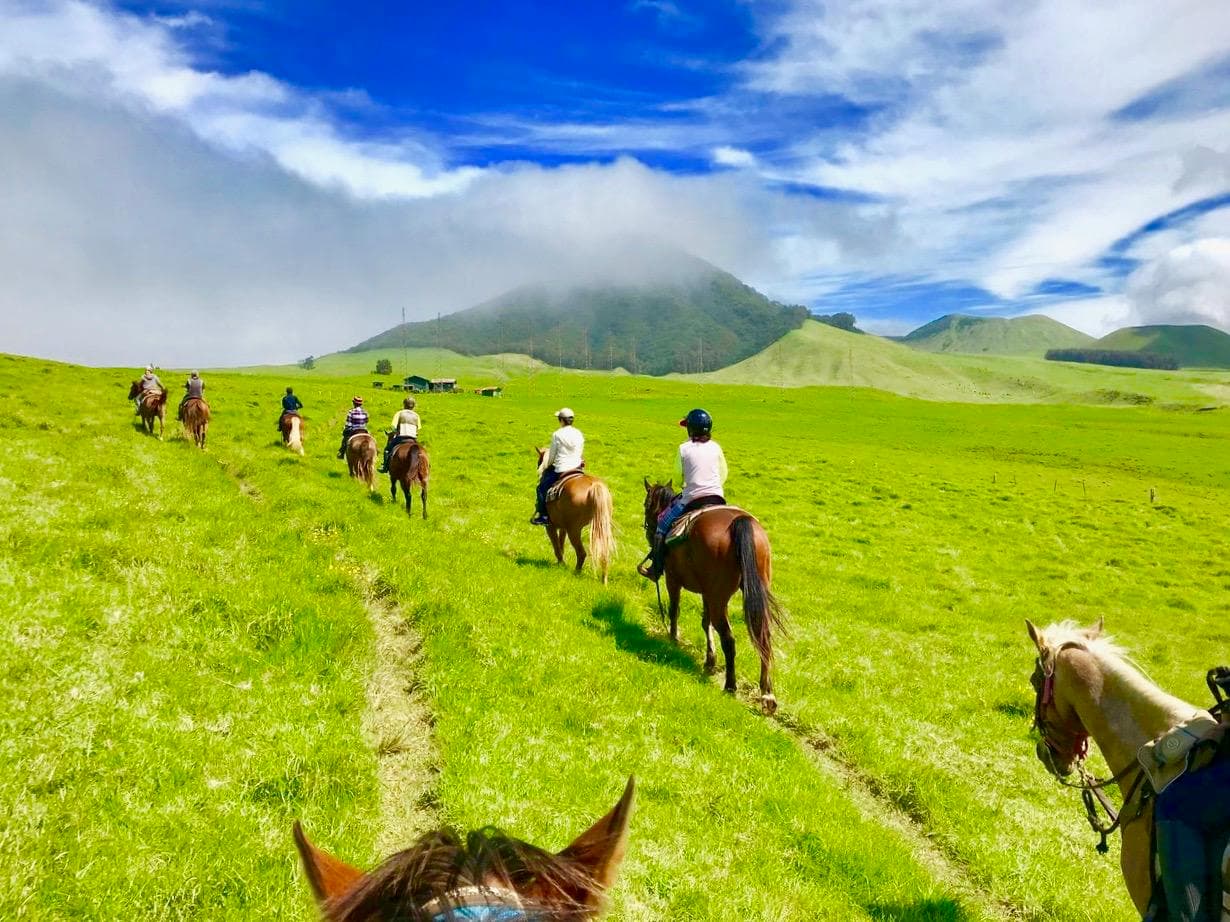 Sightseeing Tour in Honokaa, Hawaii