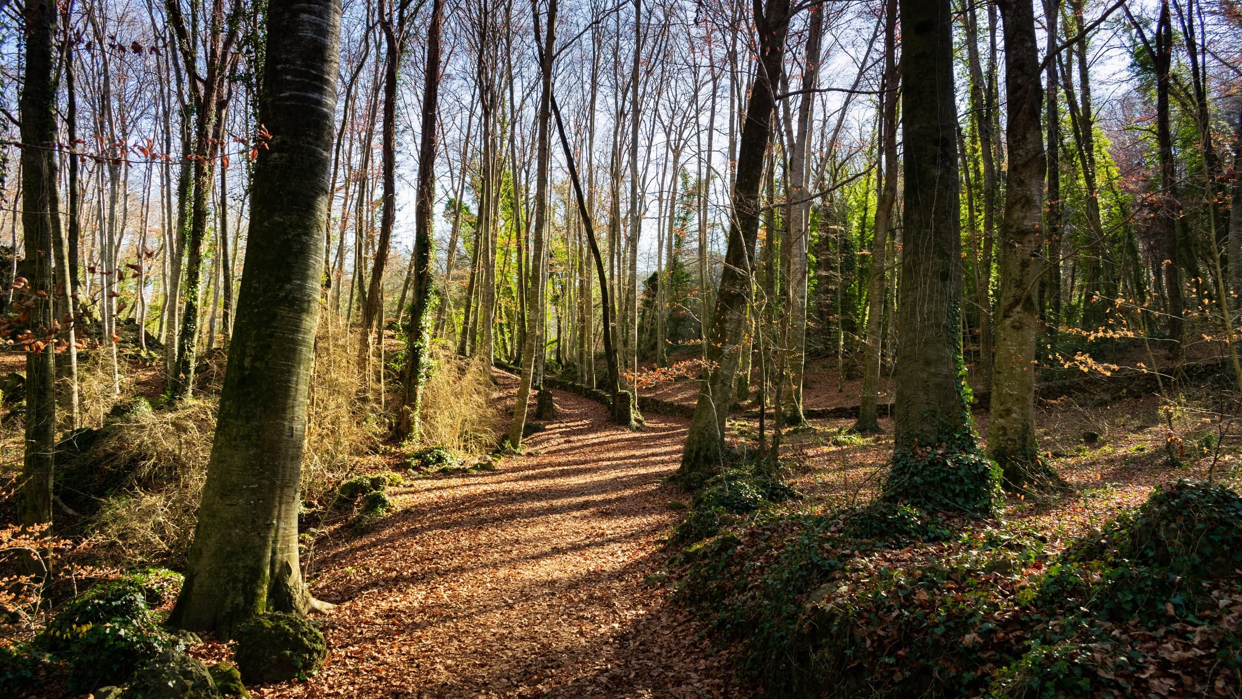 Sunlit forest trail winding through mossy beech trees, hiking path