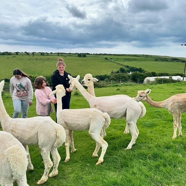 Guided alpaca walk across rolling green pasture with visitors
