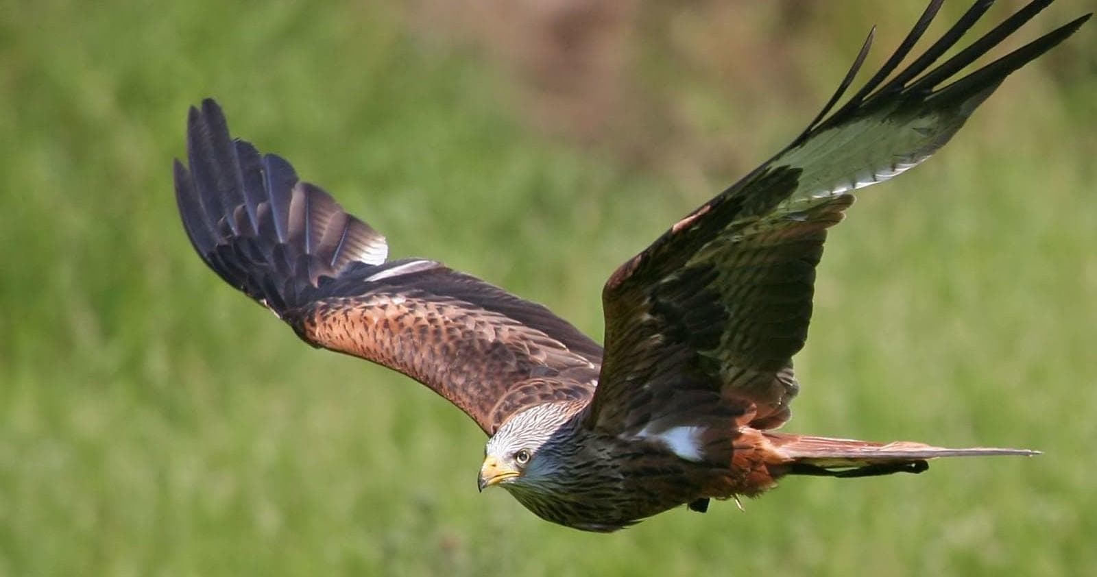 Falconry Adventure with Hawks in Columbus, Ohio