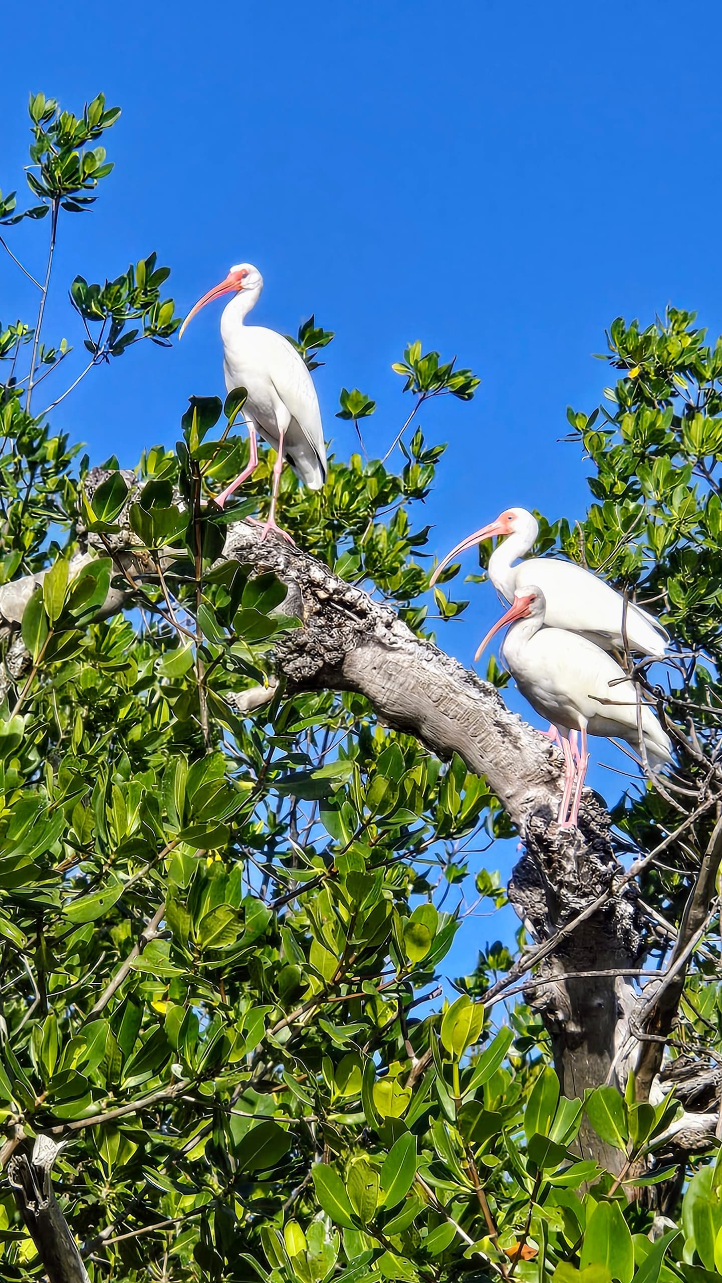 The Paddle Hut at Geiger Key fleet