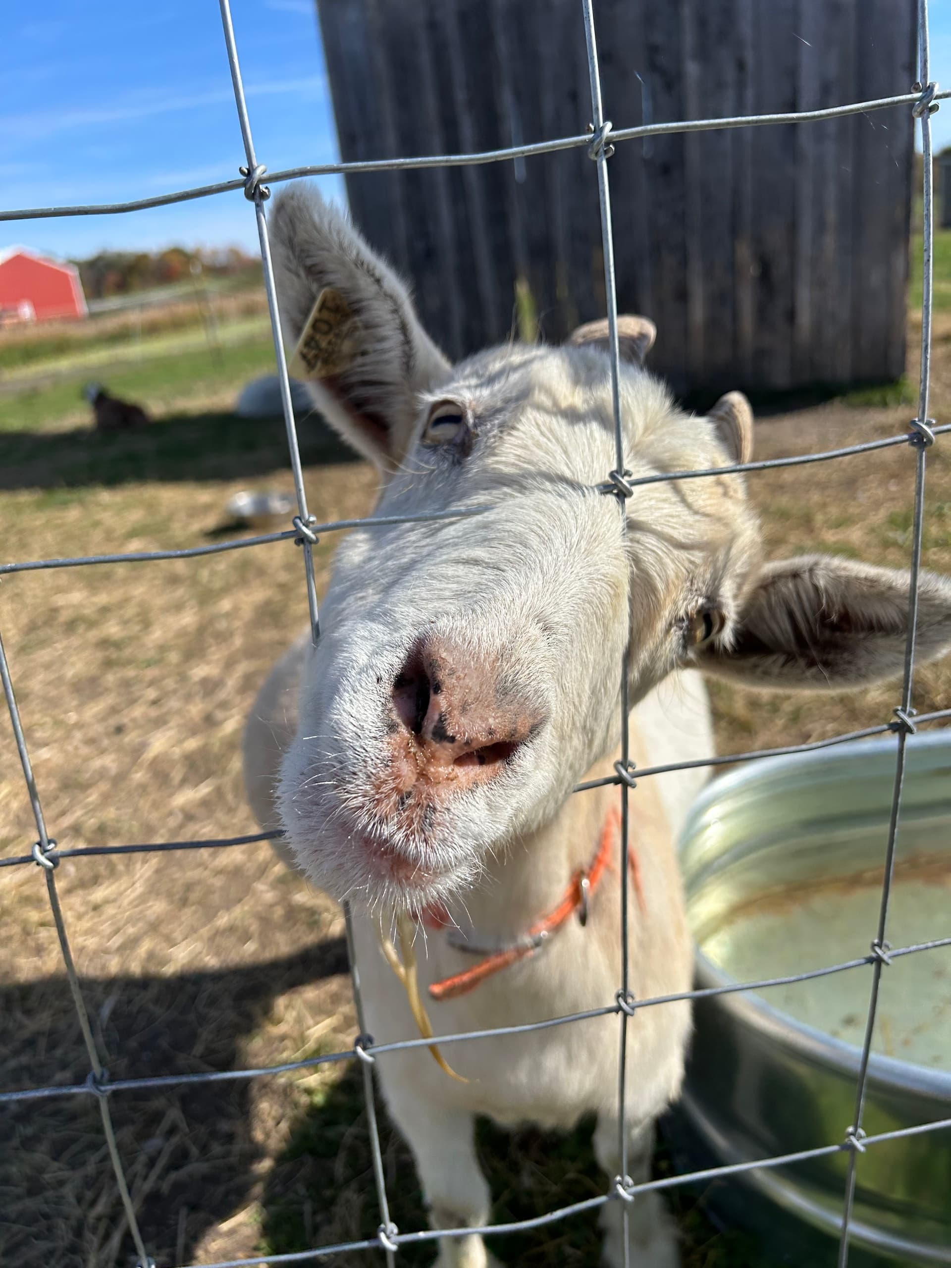 Heartfelt Farm Animal Sanctuary Visit in New Plymouth, Ohio