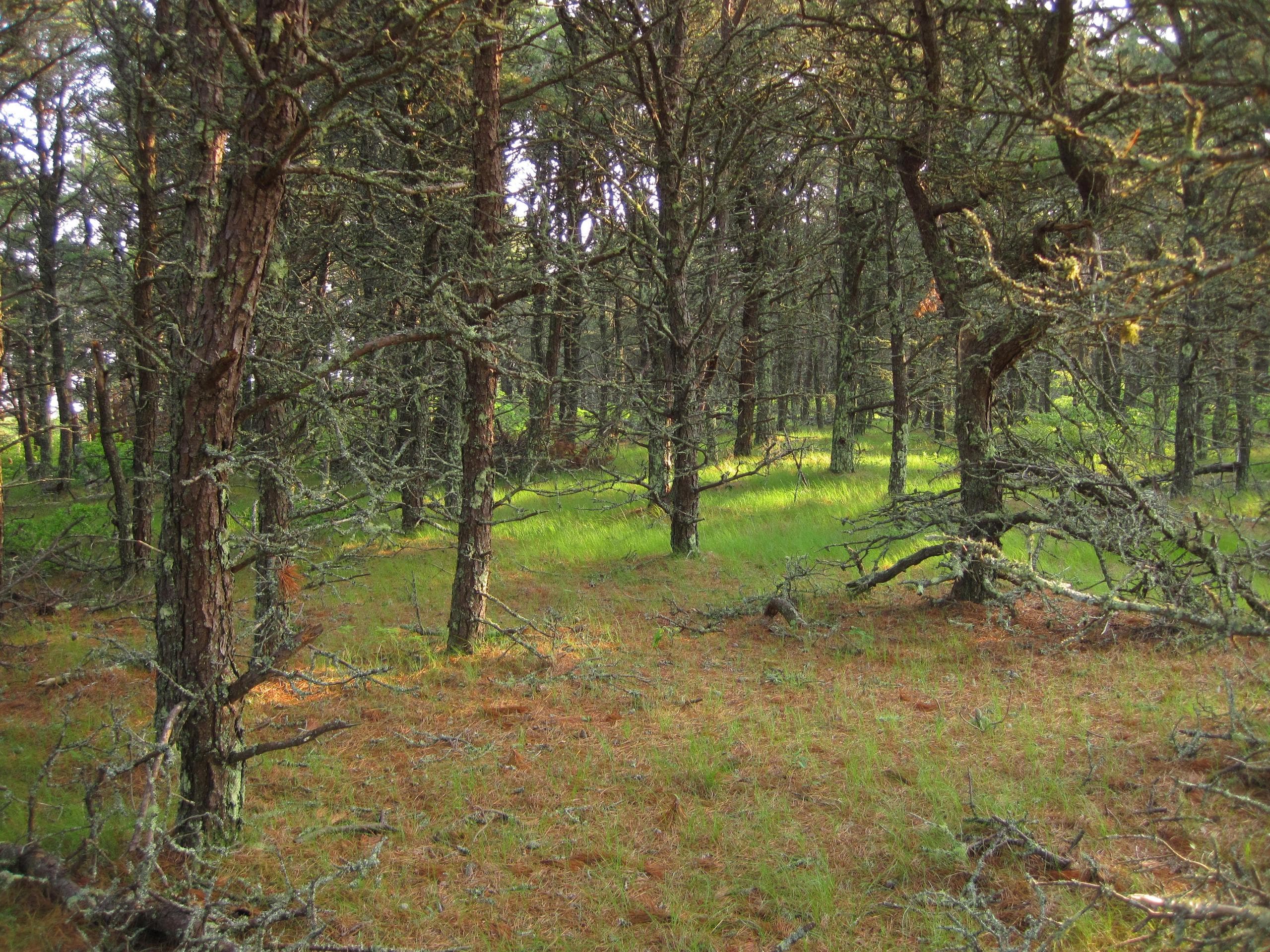 Land Adventure: Gardner Farm-Lost Farm Loop on Nantucket