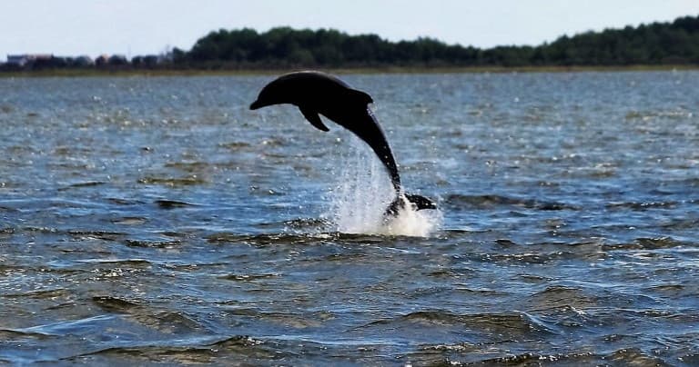 Leaping dolphin over coastal waters on Outer Banks dolphin tour