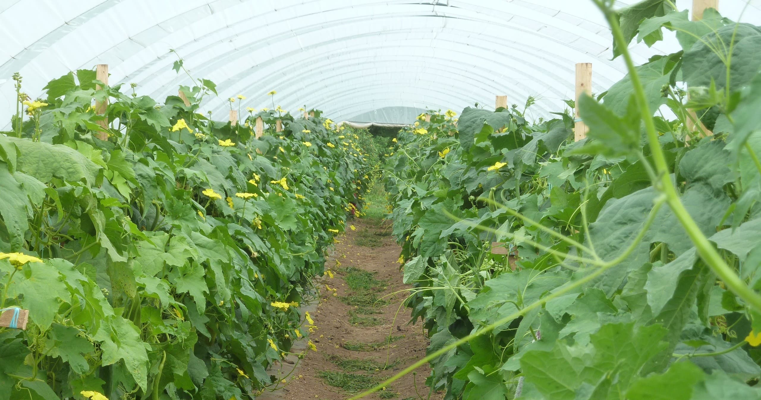 Discover Luffa Wonders in Port Williams, Nova Scotia