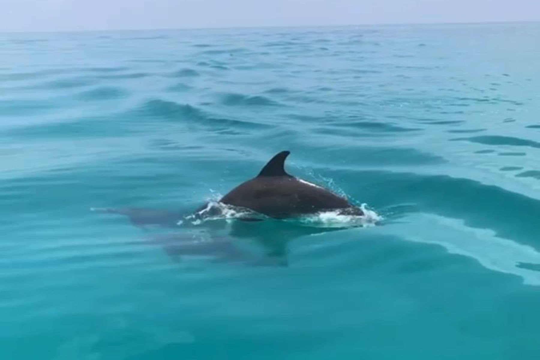 Dolphin surfacing in clear turquoise ocean during boat tour