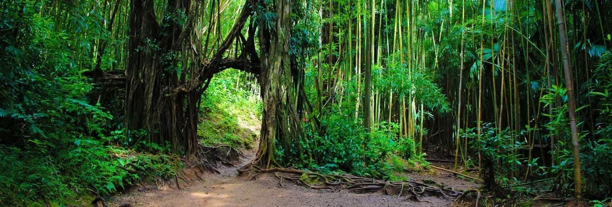 Morning Hike to Manoa Falls: Guided 150-Foot Waterfall Trip from Waikiki photo 2