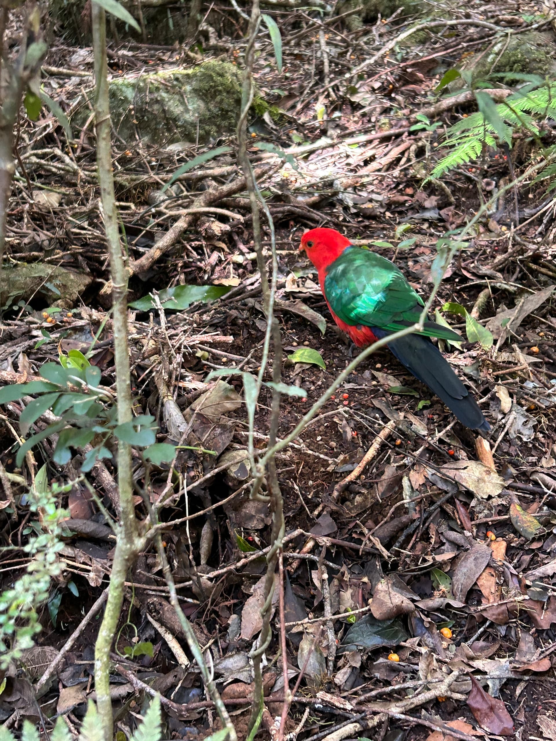 O'Reilly's & Lamington National Park Day Tour: Gold Coast Rainforest, Waterfalls & Alpacas photo 3