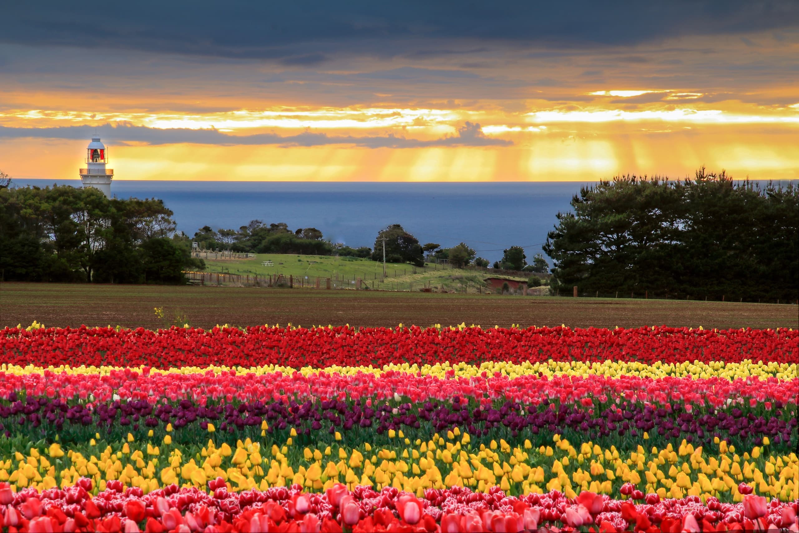 Spring Blooms at Table Cape Tulip Farm, Tasmania