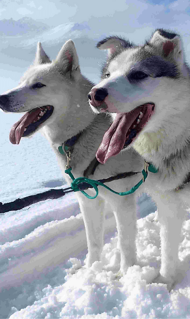 Dog Sledding Yukon | Boreal Kennels Multi-Day Expedition photo 1
