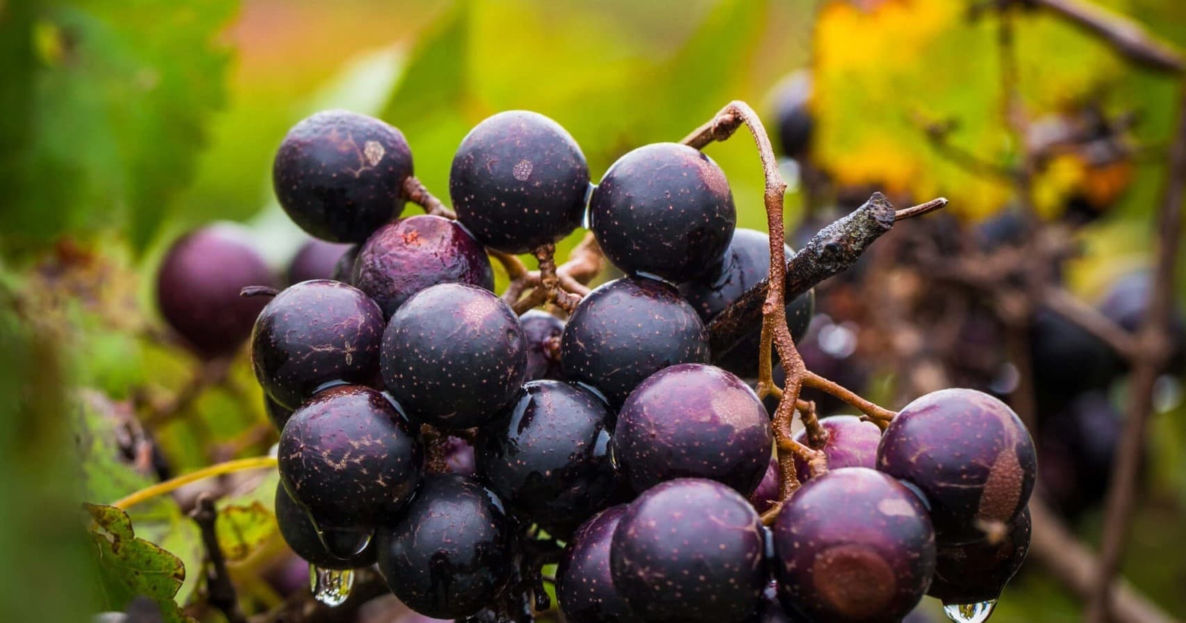 Land Adventures at Tsali Notch Vineyard Tour