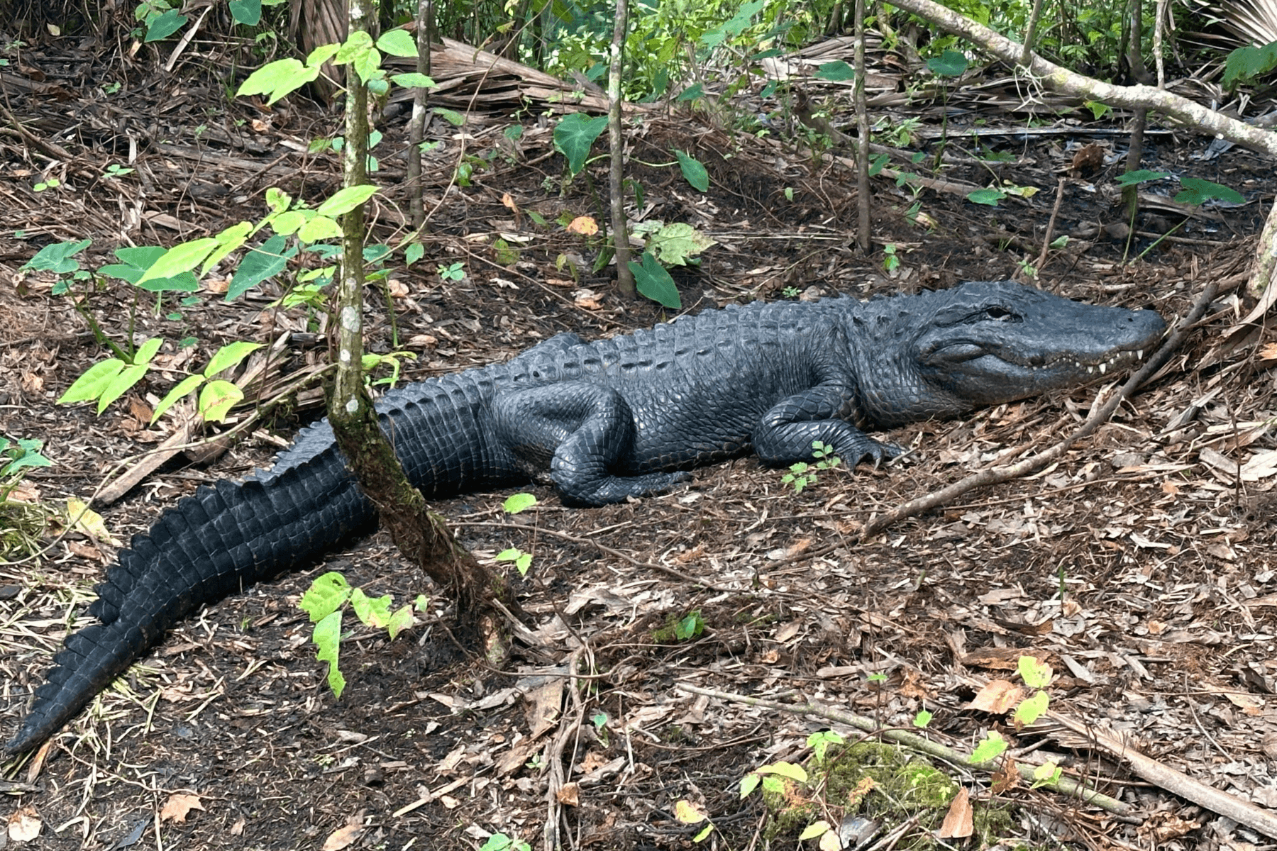 Clear Kayak Gator Tour at Silver Springs: Paddle Amid Florida's Iconic Wildlife and History