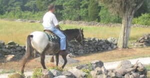 Solo rider trotting along pasture path with stone wall backdrop