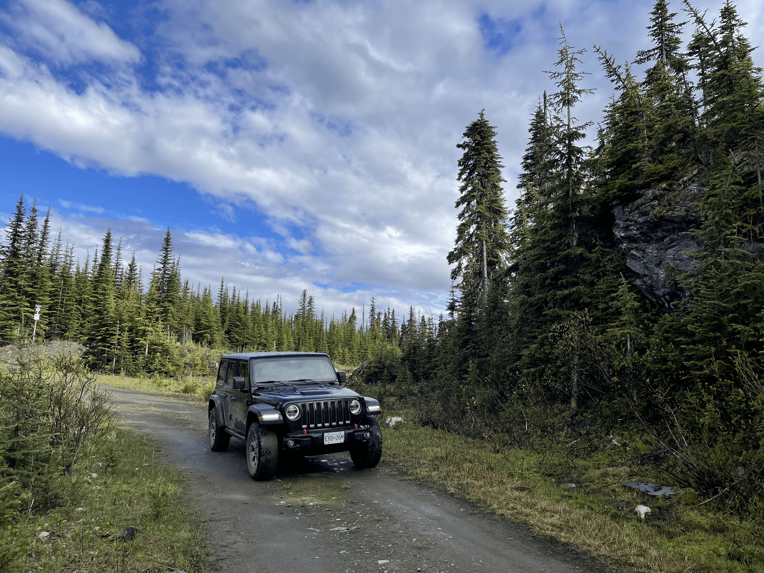 Jeep driving forest dirt road through alpine conifer wilderness