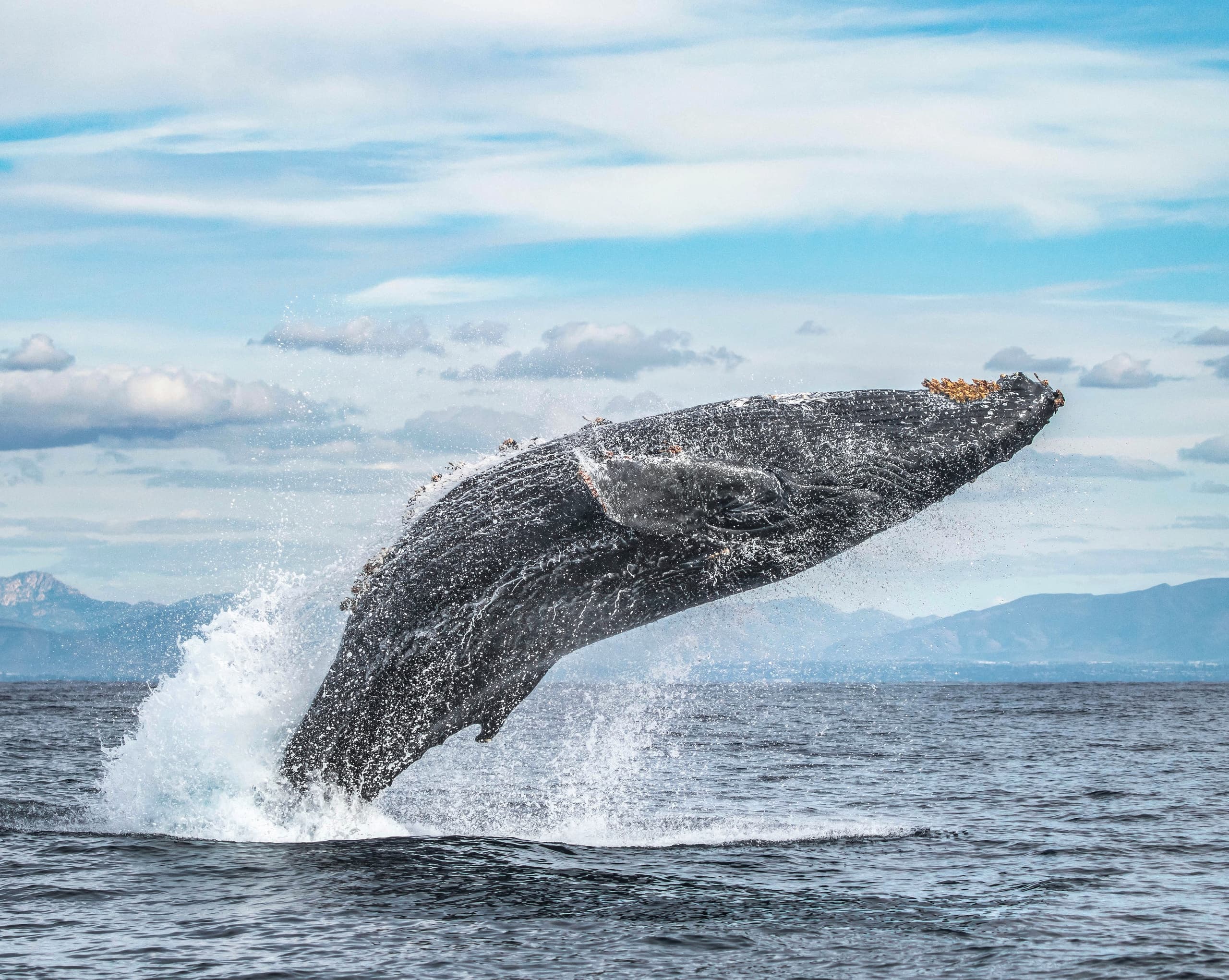Breaching humpback whale leaping above coastal ocean waters