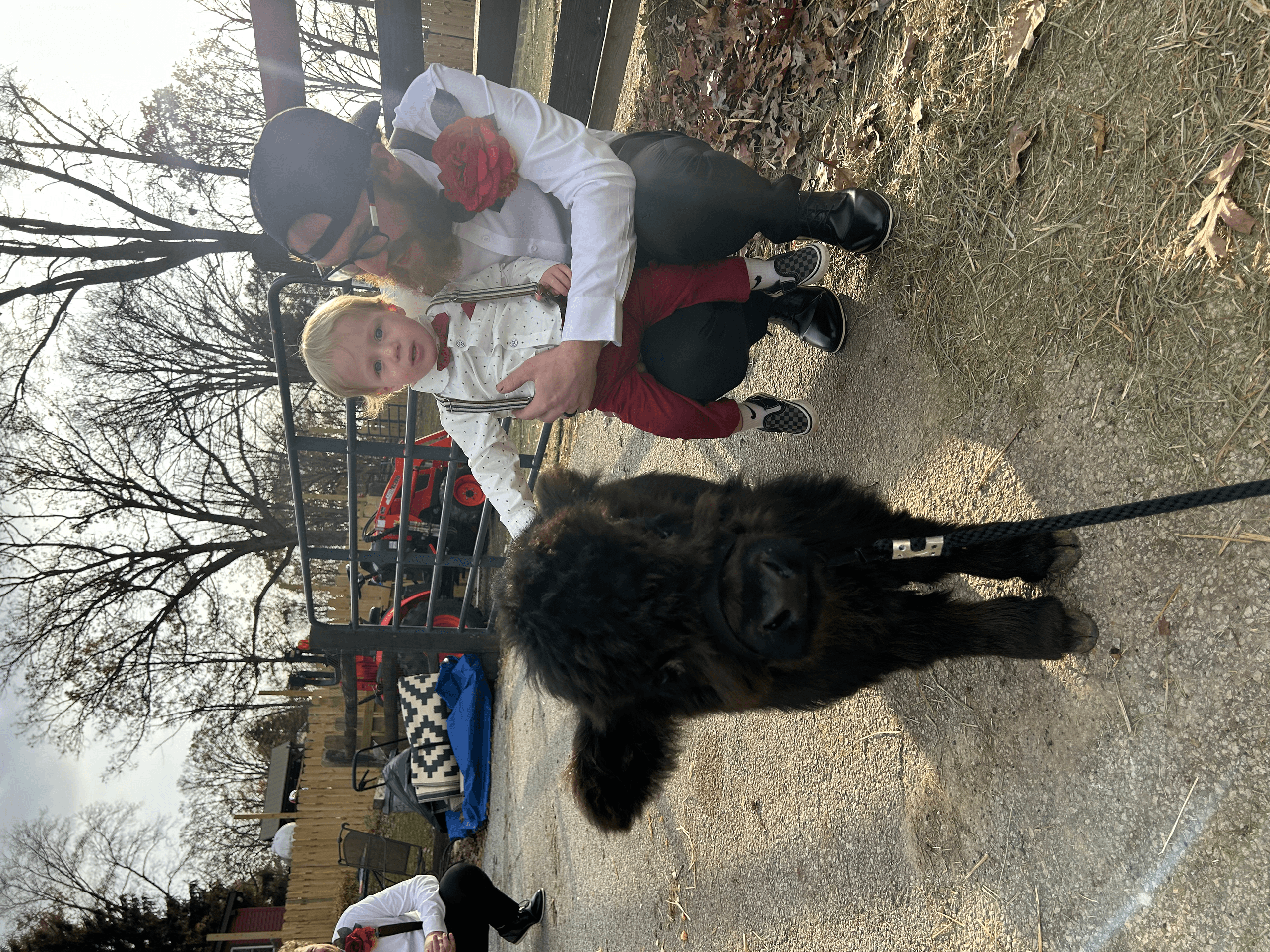Cow Cuddle + Private Tour at Pure Passions Farm — Micro Mini Cows in Kent, Ohio photo 4