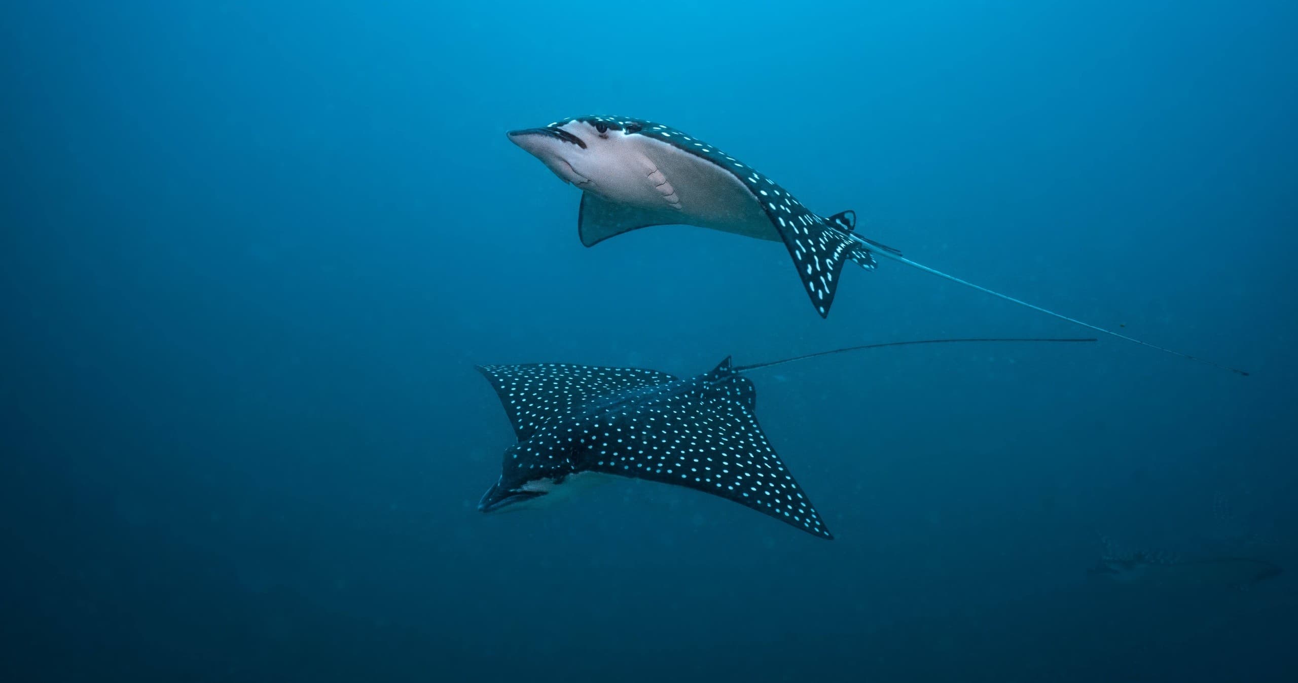 Marine Conservation Diving with Rich Coast Diving in Costa Rica