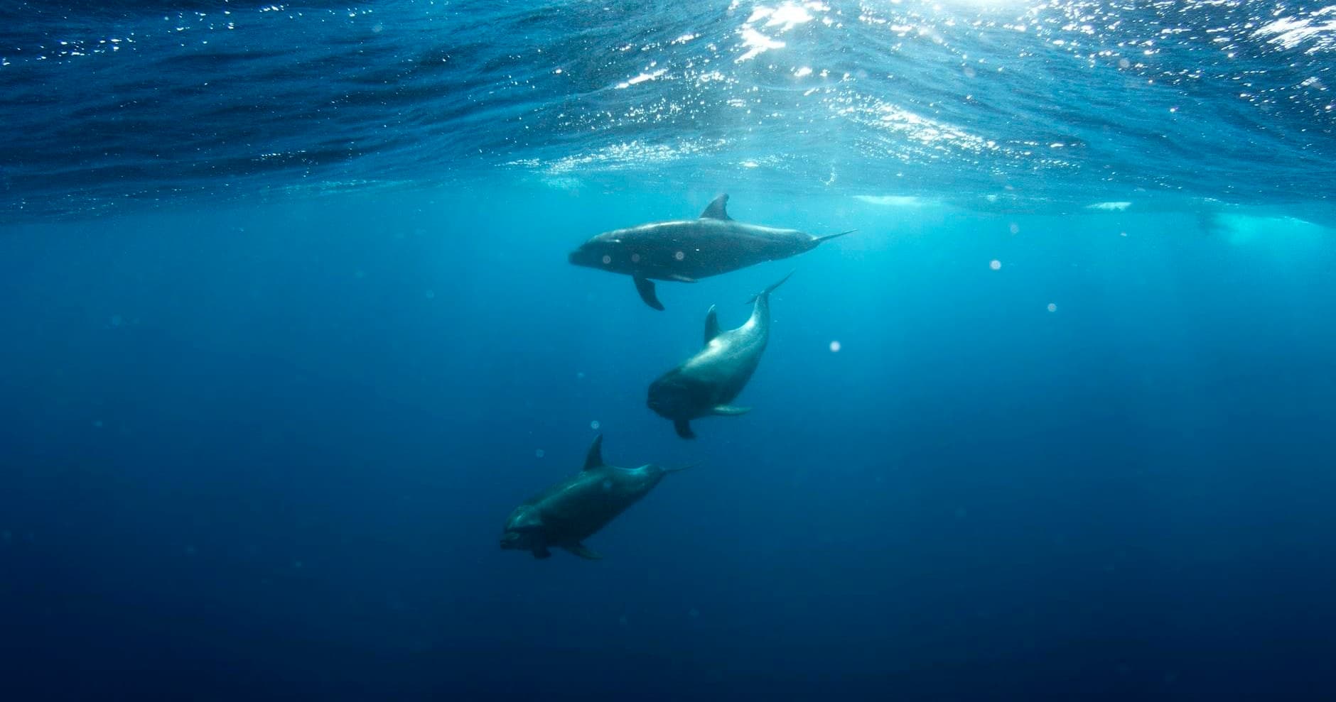 Three dolphins swimming underwater in deep blue ocean