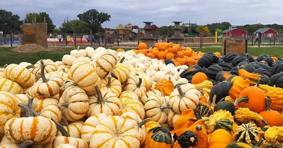 Experience Woody’s Orchard Fall Festival: A Family-Friendly Autumn Adventure in Plano, Illinois