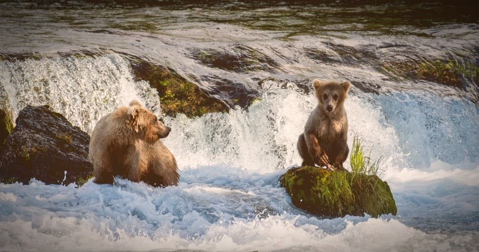 KaMak Water Taxi & Brooks Camp Tour in King Salmon, Alaska