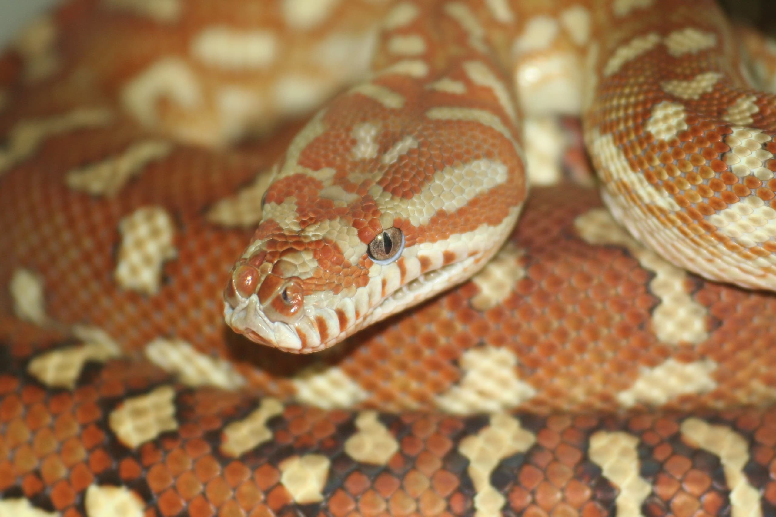 Wildlife & Reptiles Tour at Alice Springs Reptile Centre