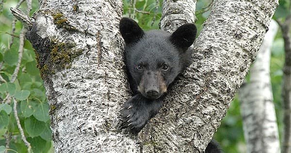 Discover Sanctuary Admission at Vince Shute in Orr, MN