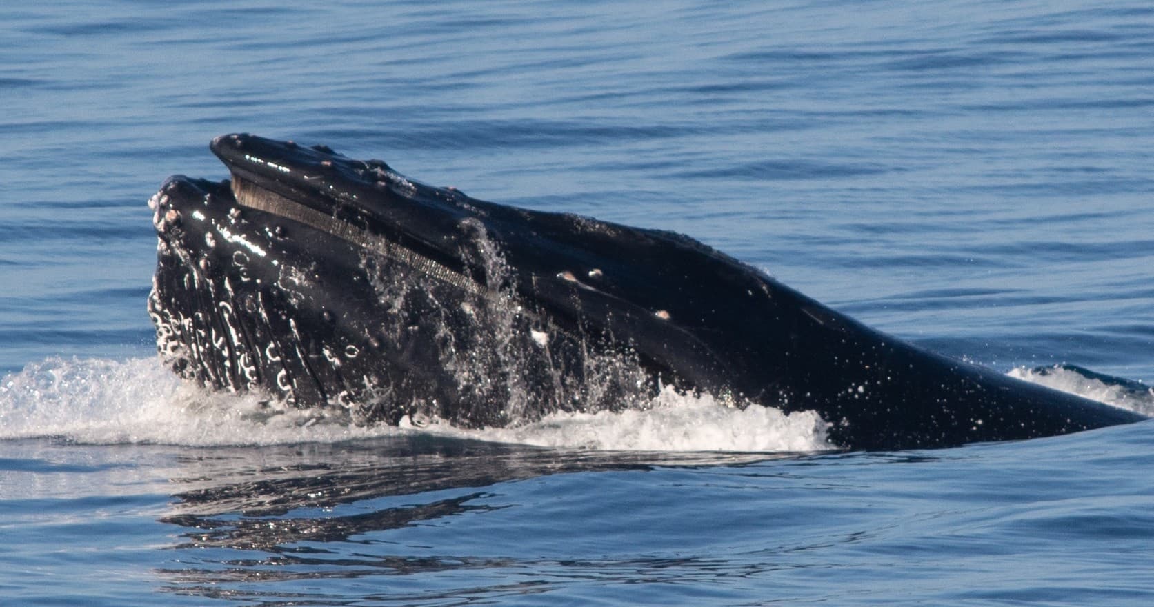 Humpback whale breaching and lunge feeding in open ocean Alaska