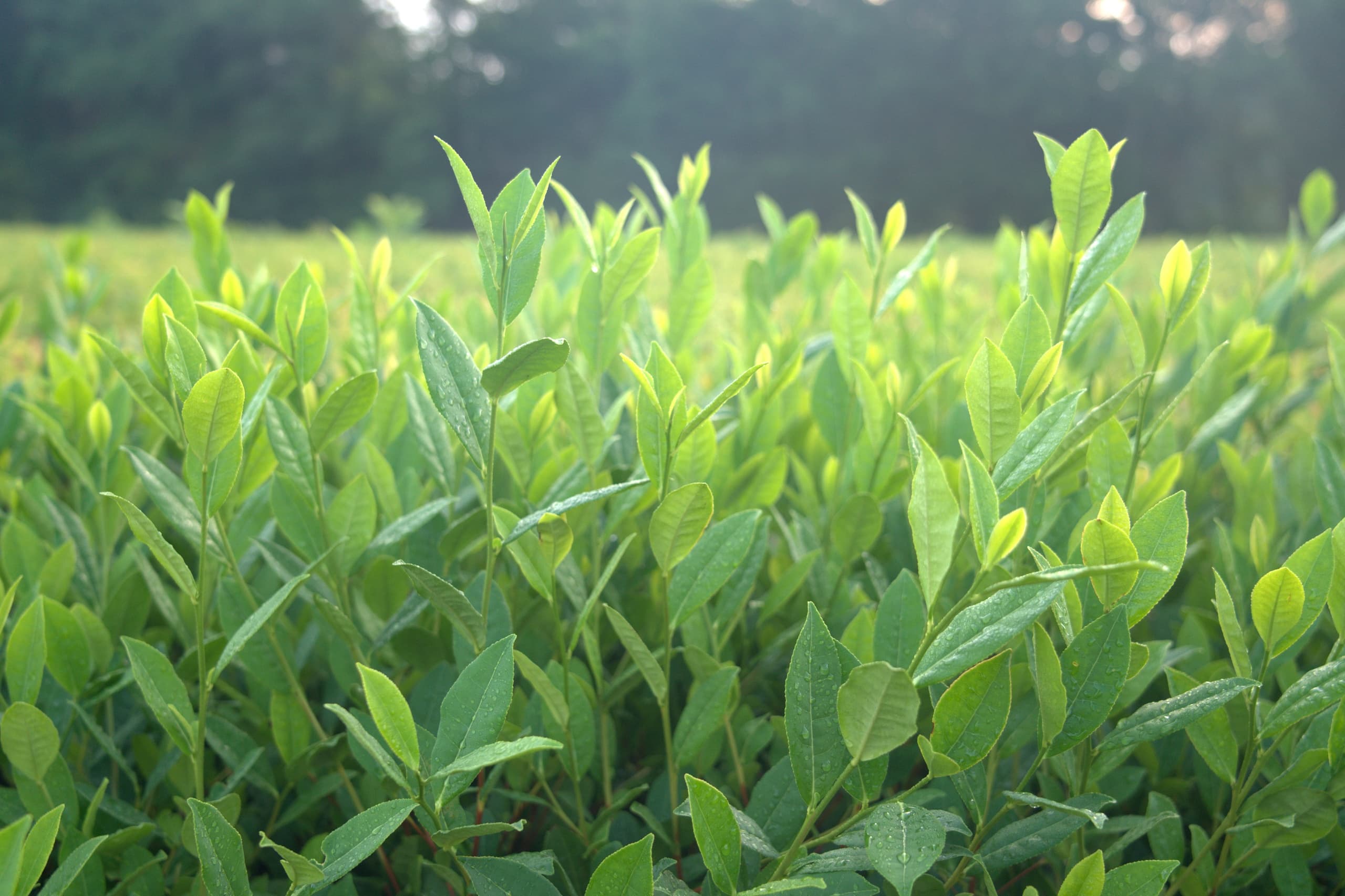 First Flush 2026: Celebrate Fresh Charleston Tea on Wadmalaw Island