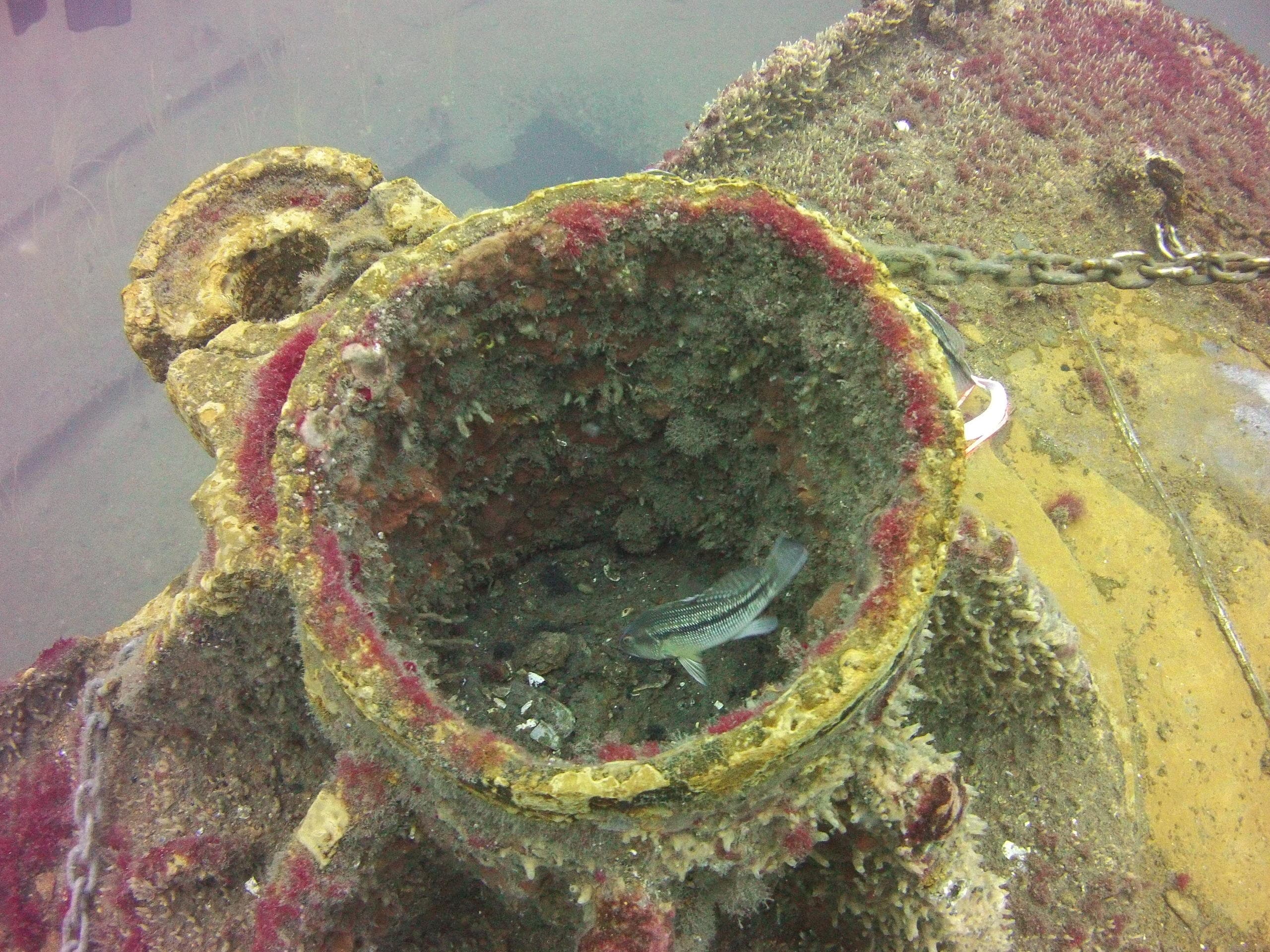 Wreck Diver Class at Roanoke Island Outfitters