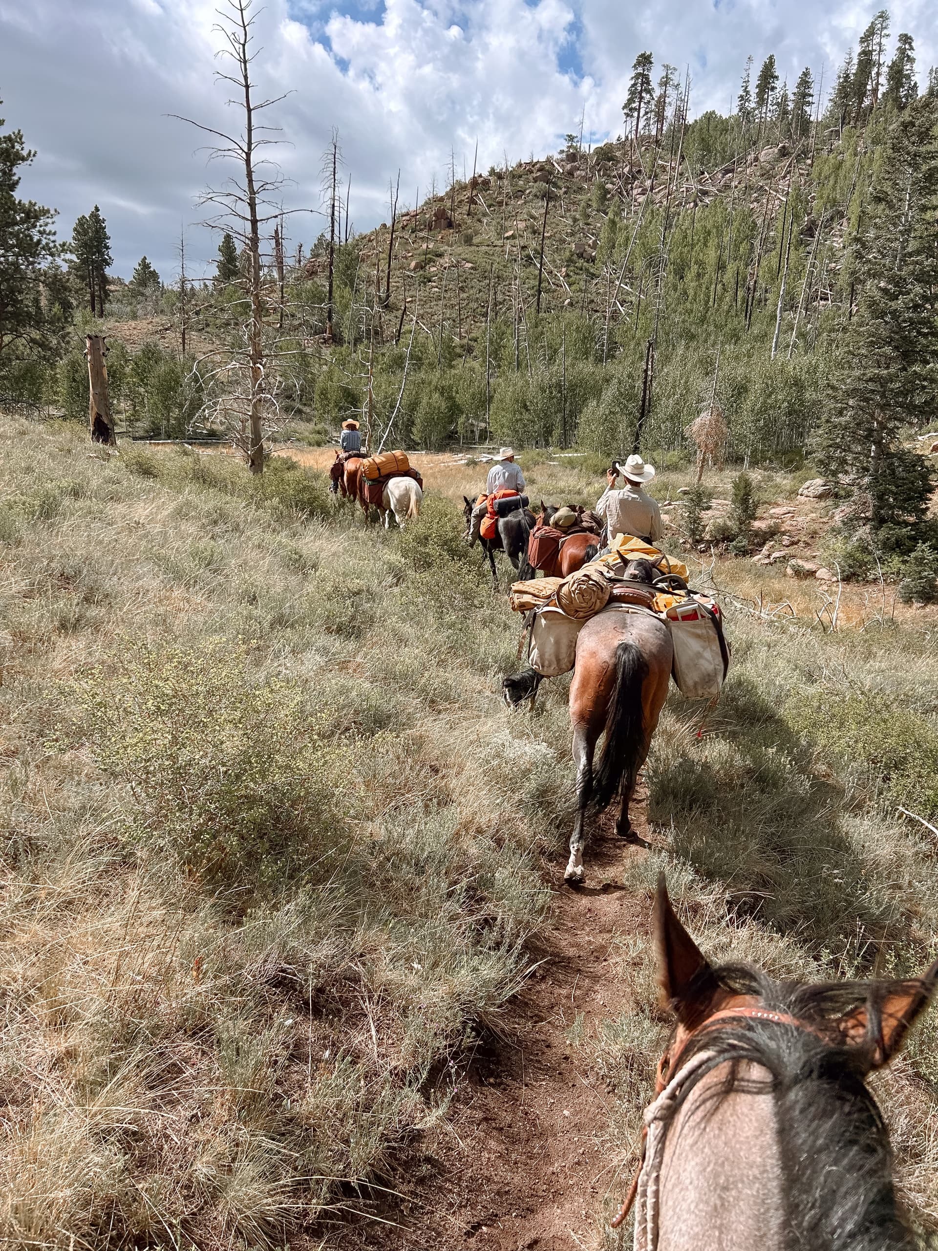 Western Horseback Trail Rides fleet