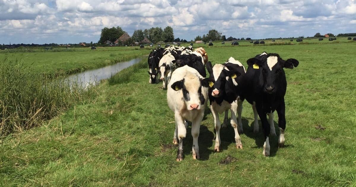 Cows grazing in Dutch pastoral field near Amsterdam canal