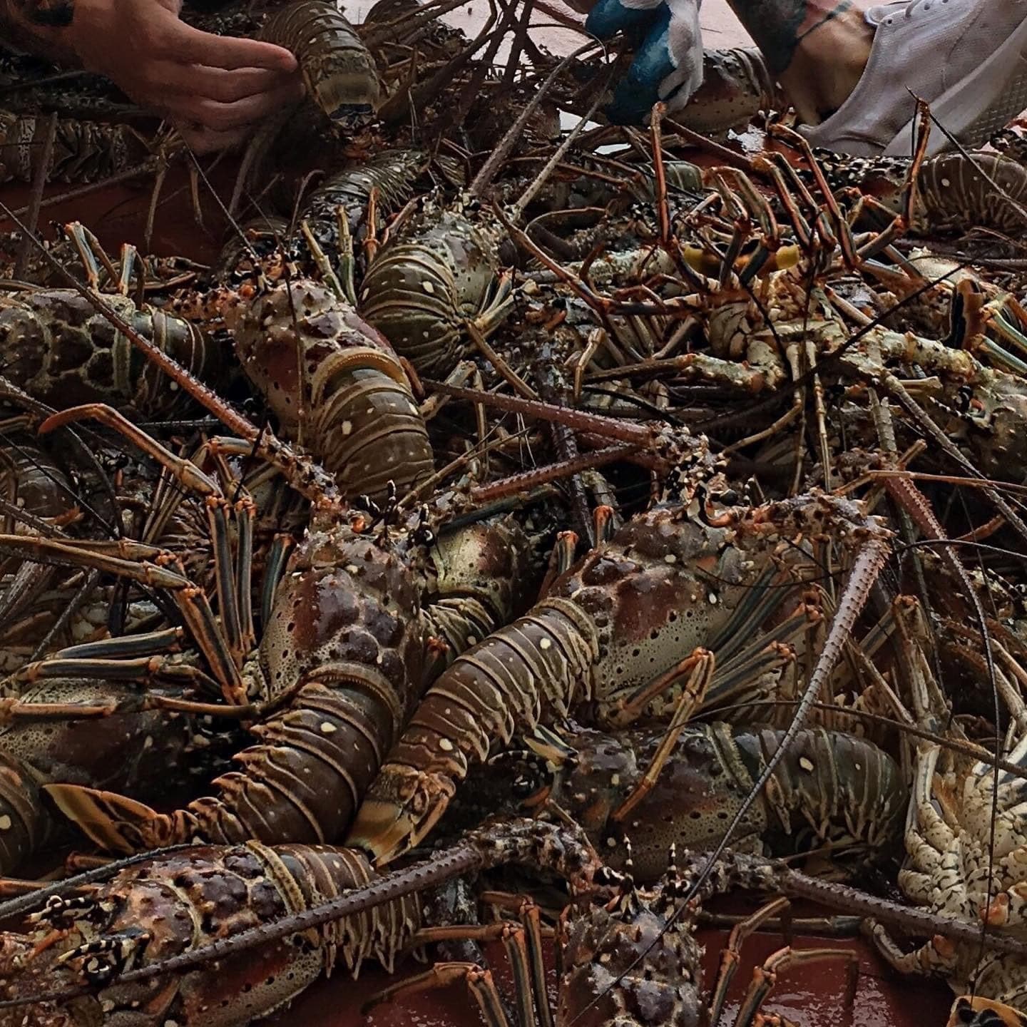 Key West Lobstering & Sandbar Combo — Private Spearfishing Charter photo 1