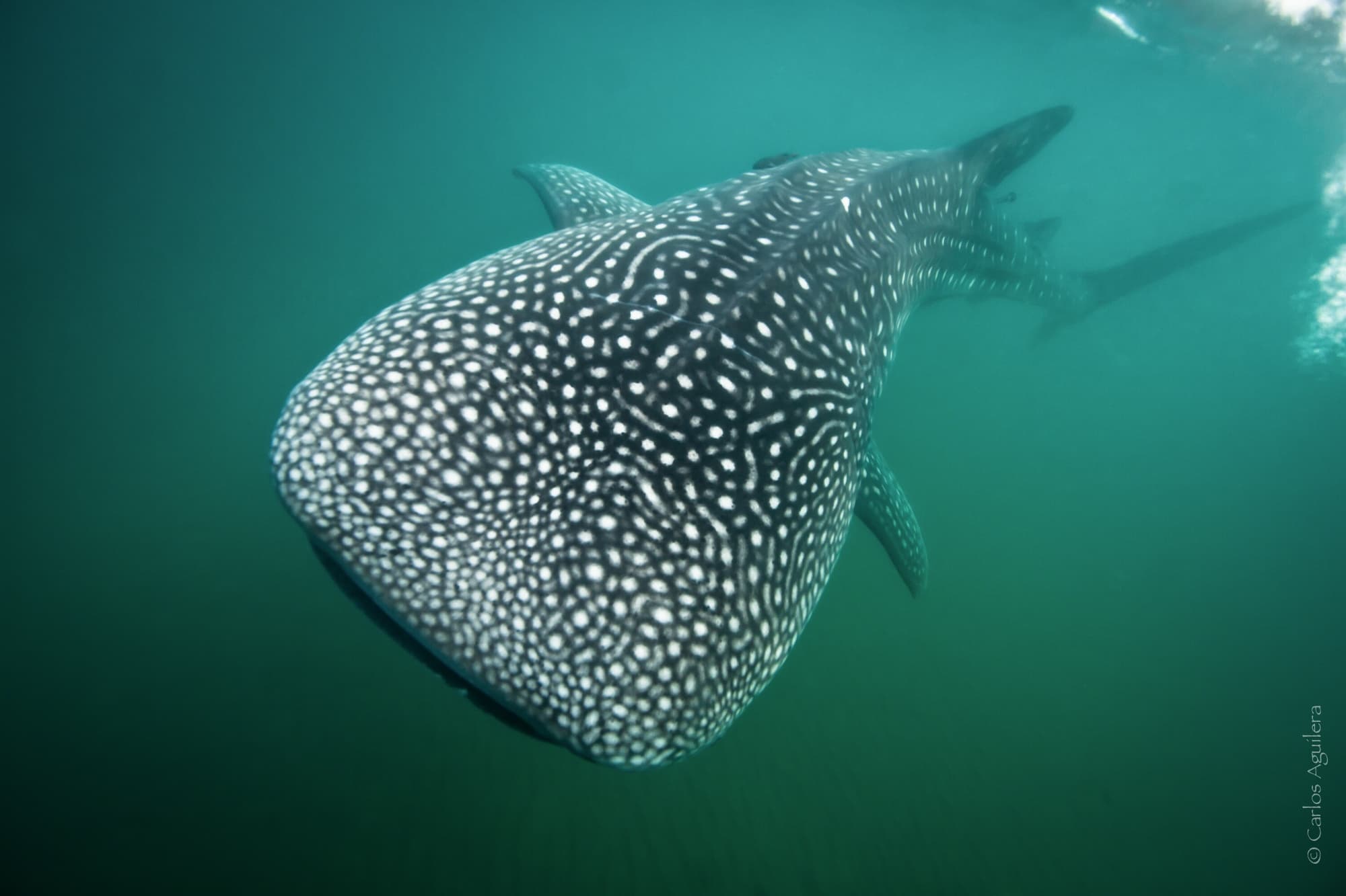 Whale shark gliding in emerald ocean waters, close-up dive